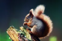 Apartment "Squirrel" in the middle of the Thuringian Forest