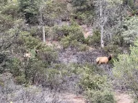 Watching Wildlife: Private Oasis for 4 w/ Patio, BBQ & Parking. Step Inside! Hotels in Payson