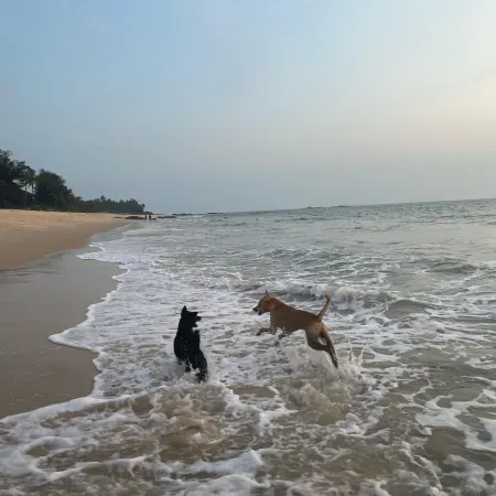 illa - By the sea