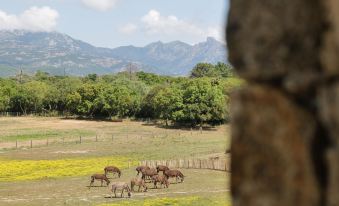 Domaine Pozzo di Mastri