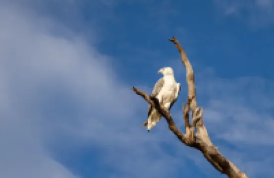 Cloudy Creek Cottage