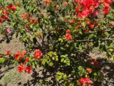 Hidden Treasure, Ocean View Villa w/ private pool. Hotels in Treasure Beach