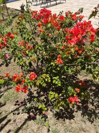 Cozy Oceanview Room at Hidden Treasure Villas Отели рядом с достопримечательностью «Treasure Beach»