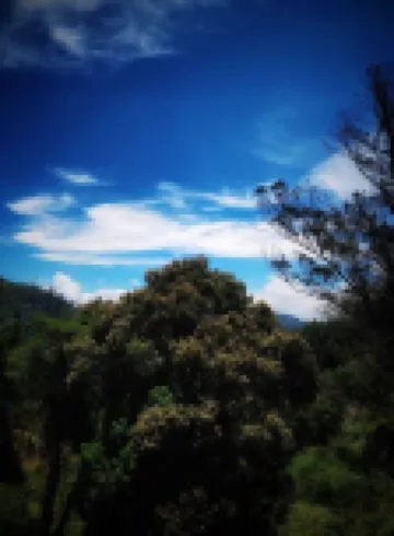 แอมเบอร์ บาย เดอะ ทามาริลโล