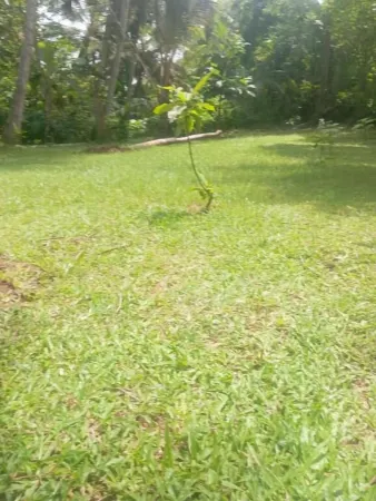 Alankulama Waana Resort Отели в г. Анурадхапура