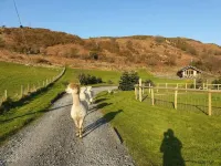 Chalet Bela with garden views