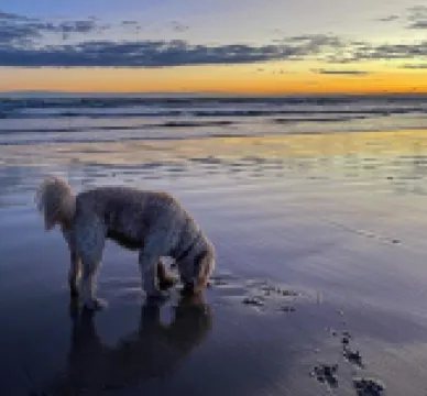 Bright Coastal Escape. Large Private Deck. Pets Welcome. Walk to Beach & Nature