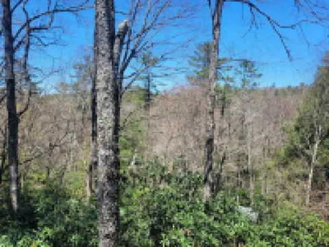 The Spotted Owl Hotels in Highlands