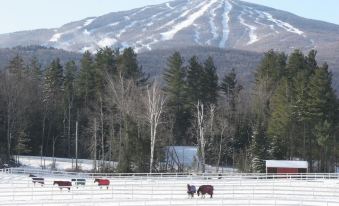 a snow - covered field with several horses grazing , surrounded by trees and a mountain in the background at Three Mountain Inn