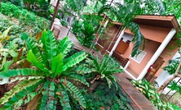 Tree House Hotel - Housity