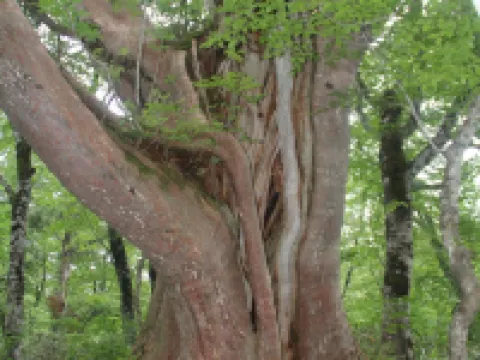 Shinyu Onsen Kurikomaso Hotéis em Kurihara