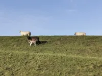 Haus Deichläufer Apartment Deichblick No. 21 Hotels in Stinteck
