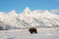 Great Views, Great Location, Newly Renovated & Furnished, Jackson Hole Condo !!