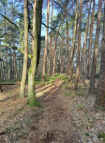 Vacation cottage directly in the Palatinate Forest