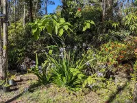 Off-Grid Rainforest Retreat