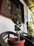 Hostal Las Gardenias - Airport Shuttle