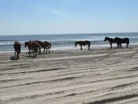 Beautiful Carova beach house with ocean view, pool and hot tub! Pet Friendly! - Beach
