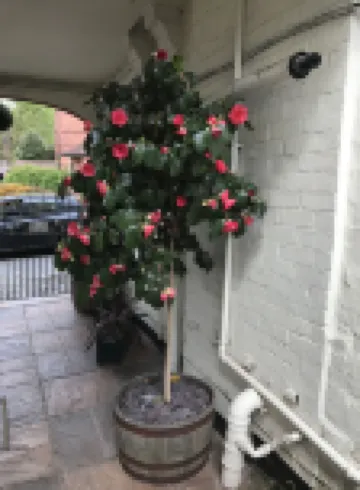 Clayhanger Guest House