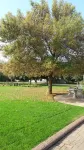 The Willow Tree Guesthouse - parking