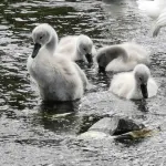 house, village newburgh, ellon. walking distance to beach and golf