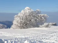Skis and walks at the rendezvous, the snow is back in the Hautes Vosges Hotels in Cornimont