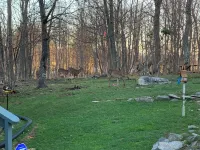 Welcome to Mt. Chillmore.  Walking Distance to the Ski Resort!