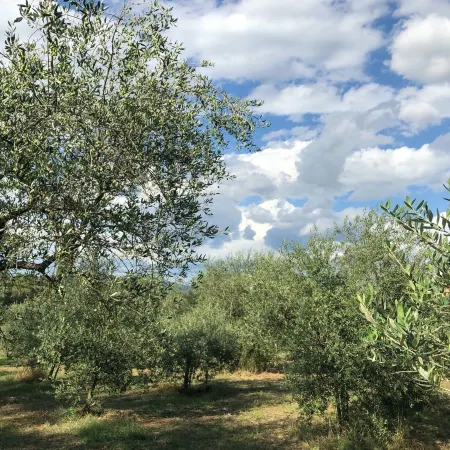 Torrino by Wynwood House