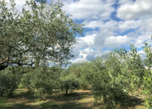 Torrino by Wynwood House