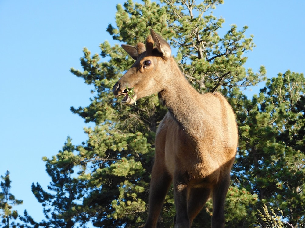 Coyote Mountain Lodge