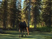 Meghan’s Mighty Moose-  spacious family cabin Hotels in Cohoe