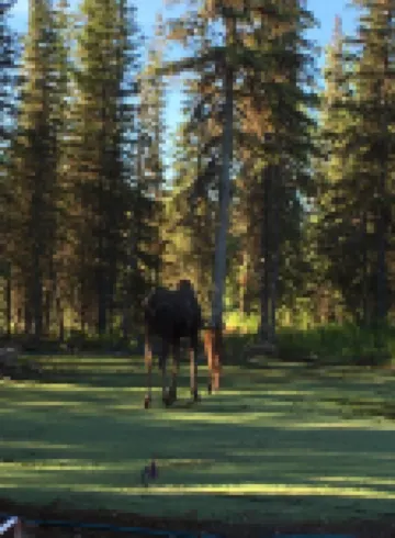Meghan’s Mighty Moose-  spacious family cabin