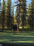 Meghan’s Mighty Moose-  spacious family cabin
