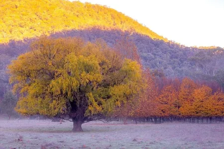 Historic Miners Cottage on Howqua River