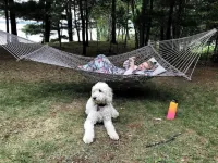 Lucky View Lodge Log Cabin on Big Butternut Lake Luck, WI 3 acre 300ft lakeshore