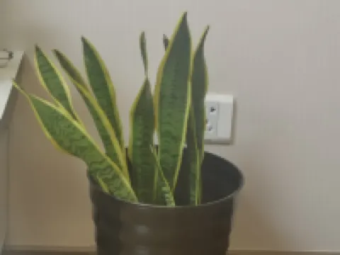 Haoyang Guli Apartment (Ankang Street No. 1)