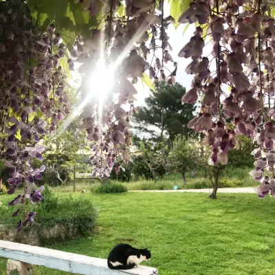 LAMIA in Itria Valley surrounded by greenery with swimming pool and pine forest