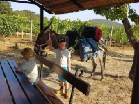 Casa Uva Agriturismo le Selvole - Tuscany