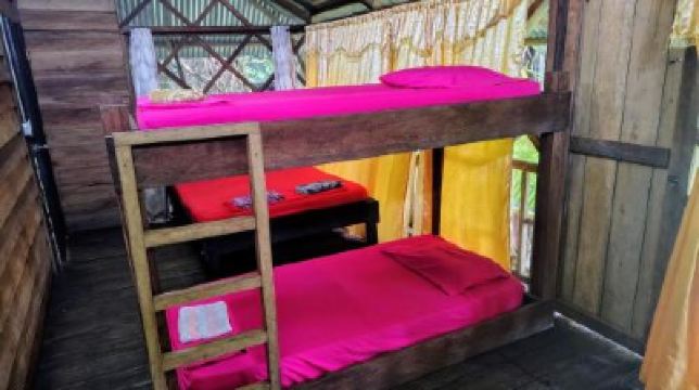 Single Bed In Mixed Dormitory Room Ayahuasca Photo
