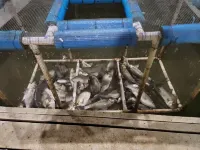 Cottage on 10acres private peninsula. Very unique property you will fall in love