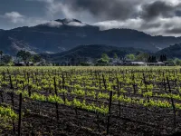 Romantic cottage with gorgeous Vineyard and Mountain Views.