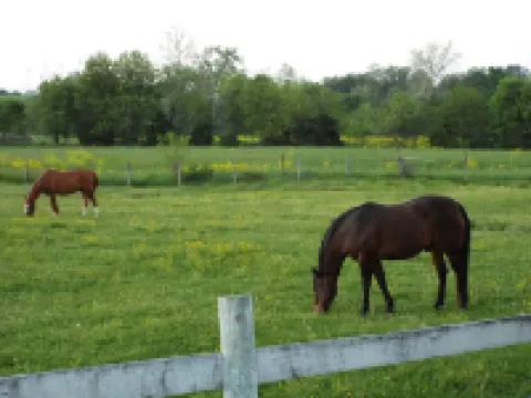 Charming Cottage, Fresh Eggs, Friendly Pets and Pet Friendly!