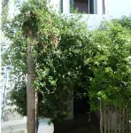 Jasmine House in the heart of Chora of Skyros, can accommodate 3 to 4 people Hotels in Skyros