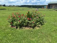 Glamping Tent at Noble Pine Campground Отели рядом с достопримечательностью «Мамонтова пещера»