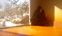 Tengu Onsen Asama Sanso - Kaplıcalı