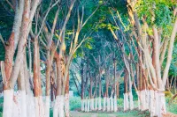 1000 Silvers-Farm Stay Hotels in Mysore