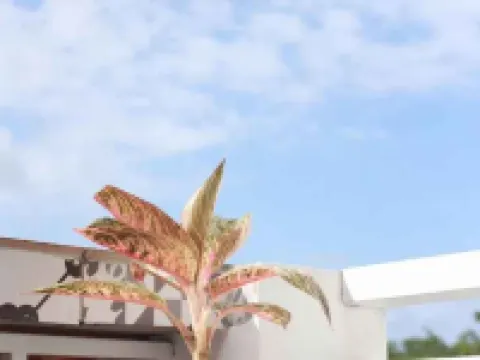 Lam Garden Boutique Homestay Hotels in Vy Da