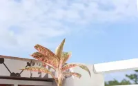 Lam Garden Boutique Homestay Hôtels à : 