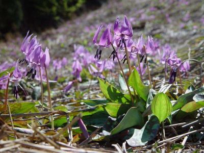 その他 白馬ハイランドホテルの写真