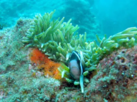 Hotel Nangoku Hotels in Tosashimizu