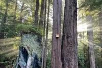 Peaceful, private 3BD home nestled in the redwoods